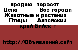 продаю  поросят  › Цена ­ 1 000 - Все города Животные и растения » Птицы   . Алтайский край,Бийск г.